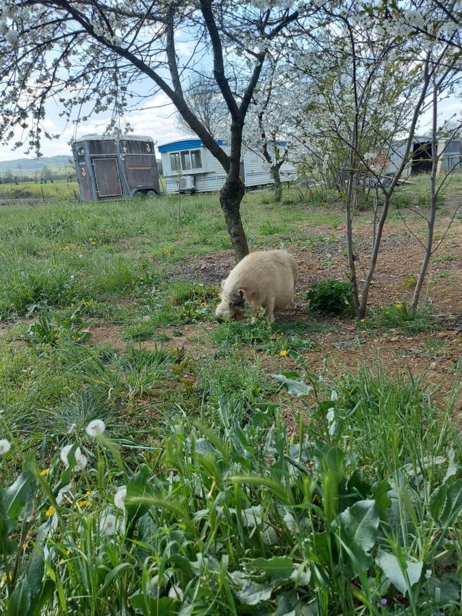 Agriturismo Azienda Agricola Ferrari M.Rita Pozza Dış mekan fotoğraf